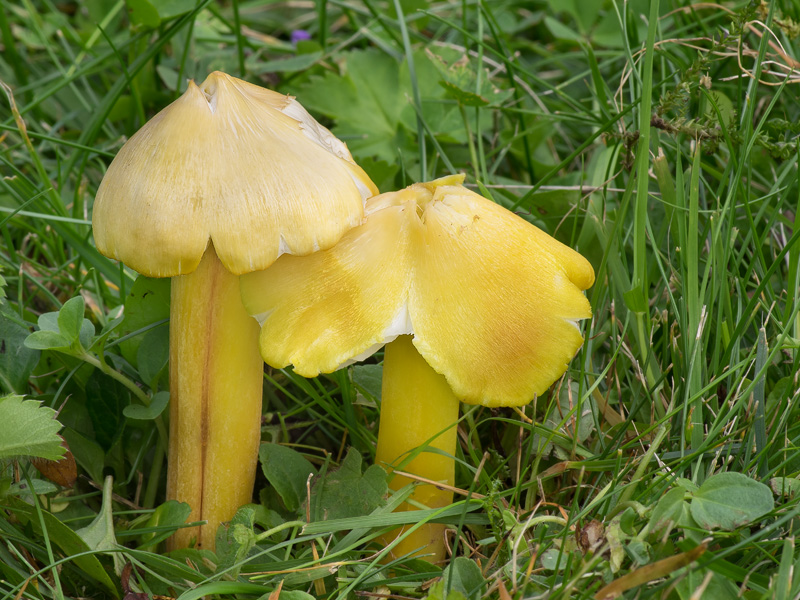 Hygrocybe citrinovirens